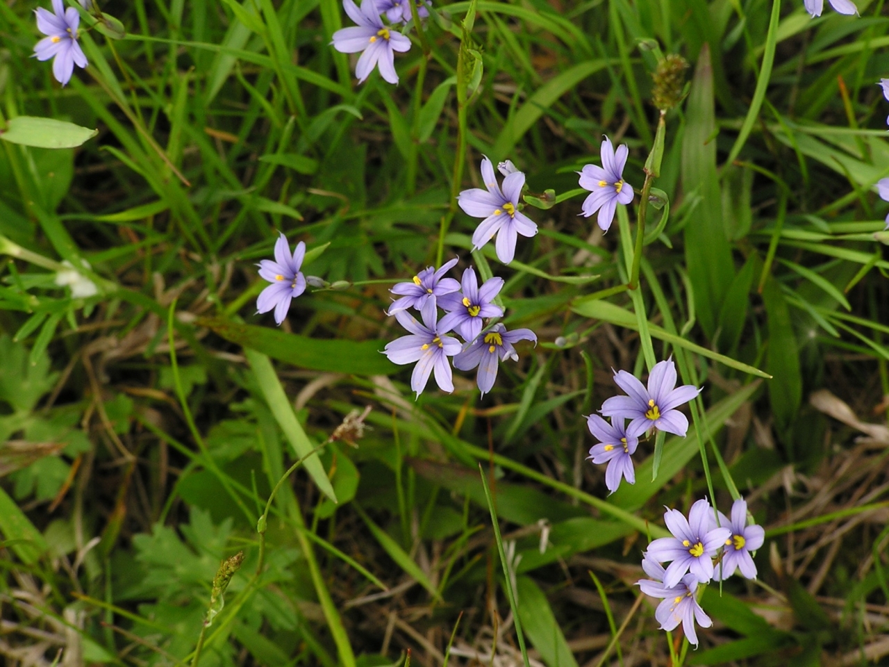 LE CRÉDAC — The flora of the aftermath, Benoît Piéron